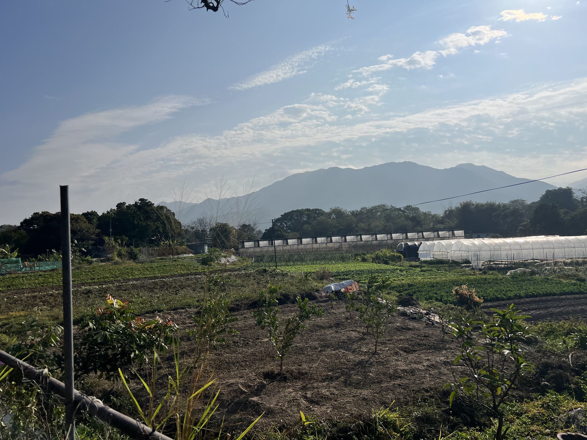 錦田有機農場食用花
